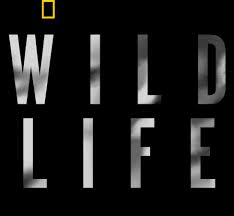 Wild Life